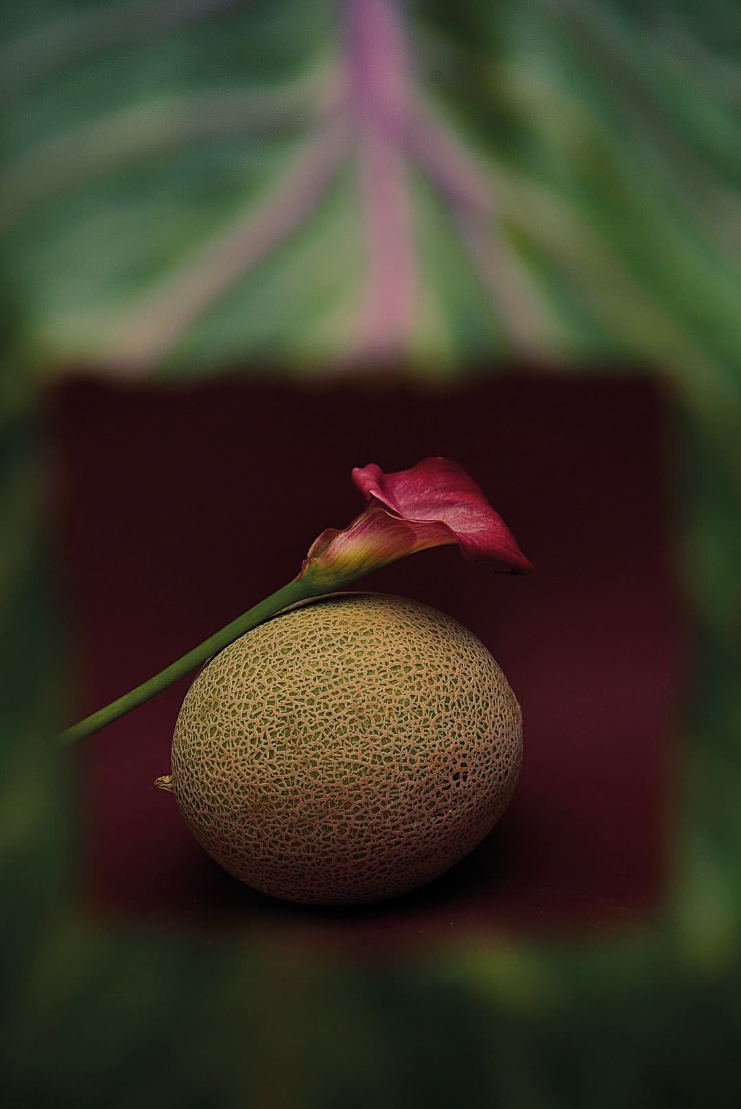 Melón con flor rosada sobre fondo vinotinto y hoja verde de fondo