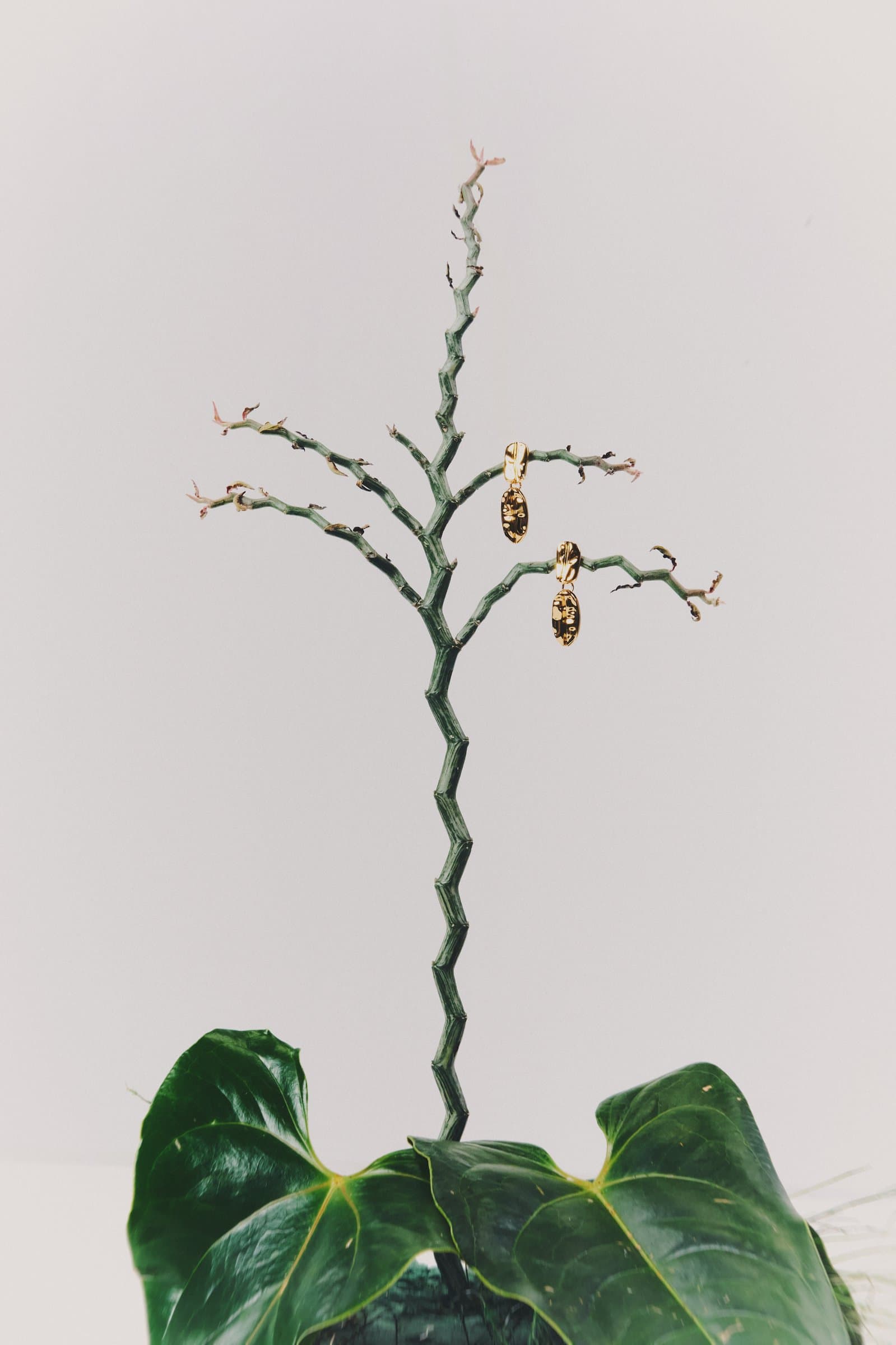 Rama con hoja de monstera y joyería colgante