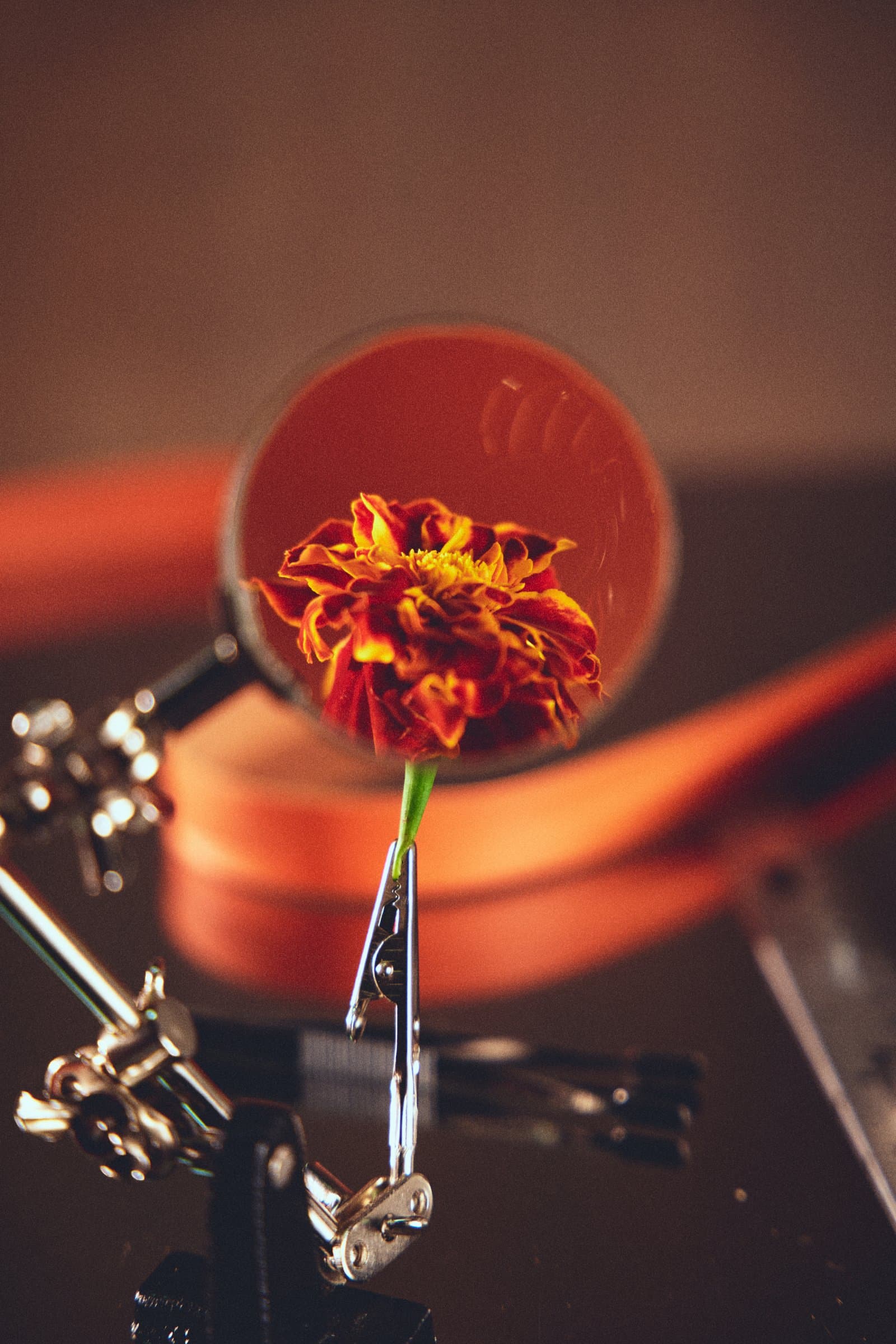 Flor roja sobre tocadiscos