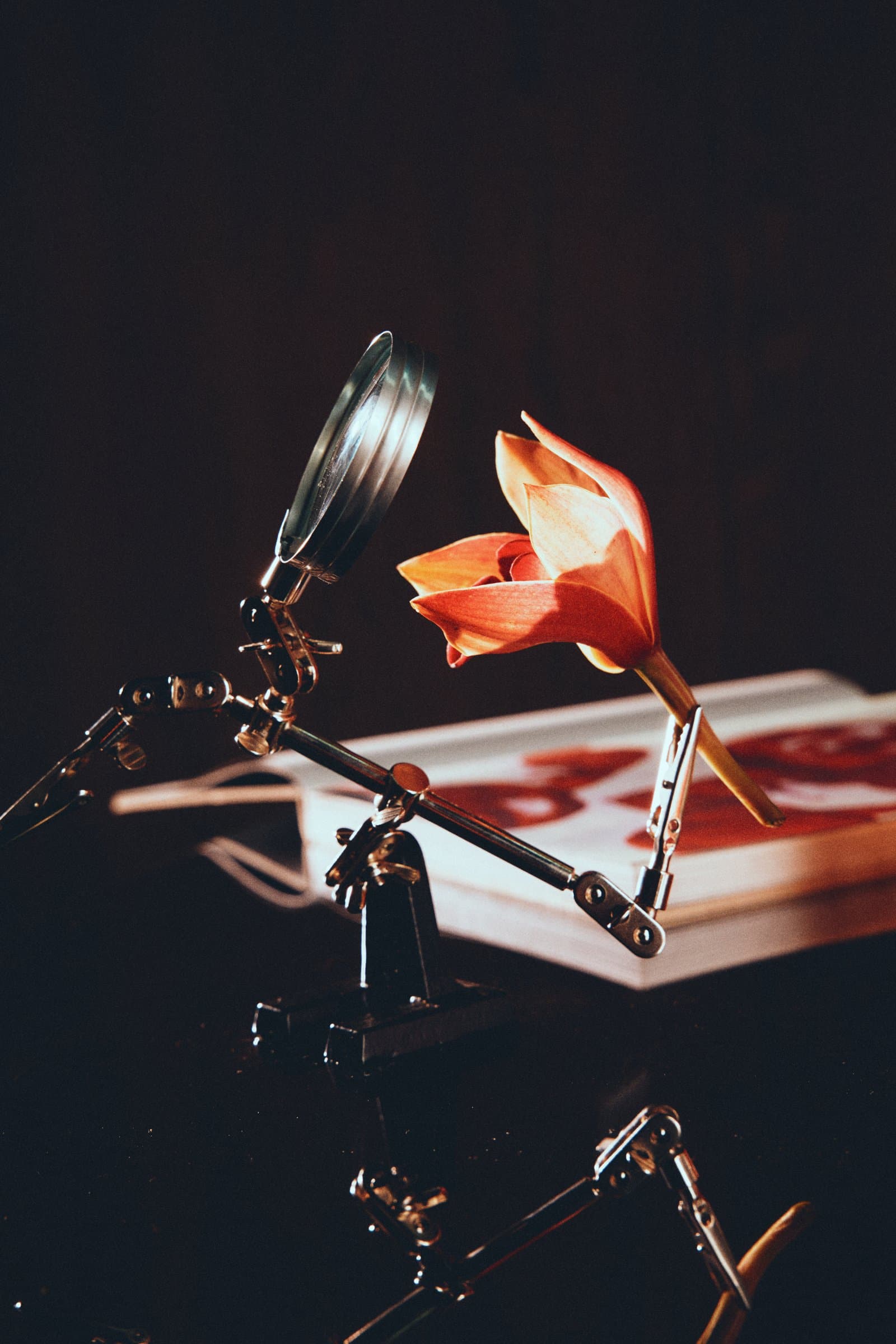 Flor rosada iluminada sobre mesa de dibujo técnico