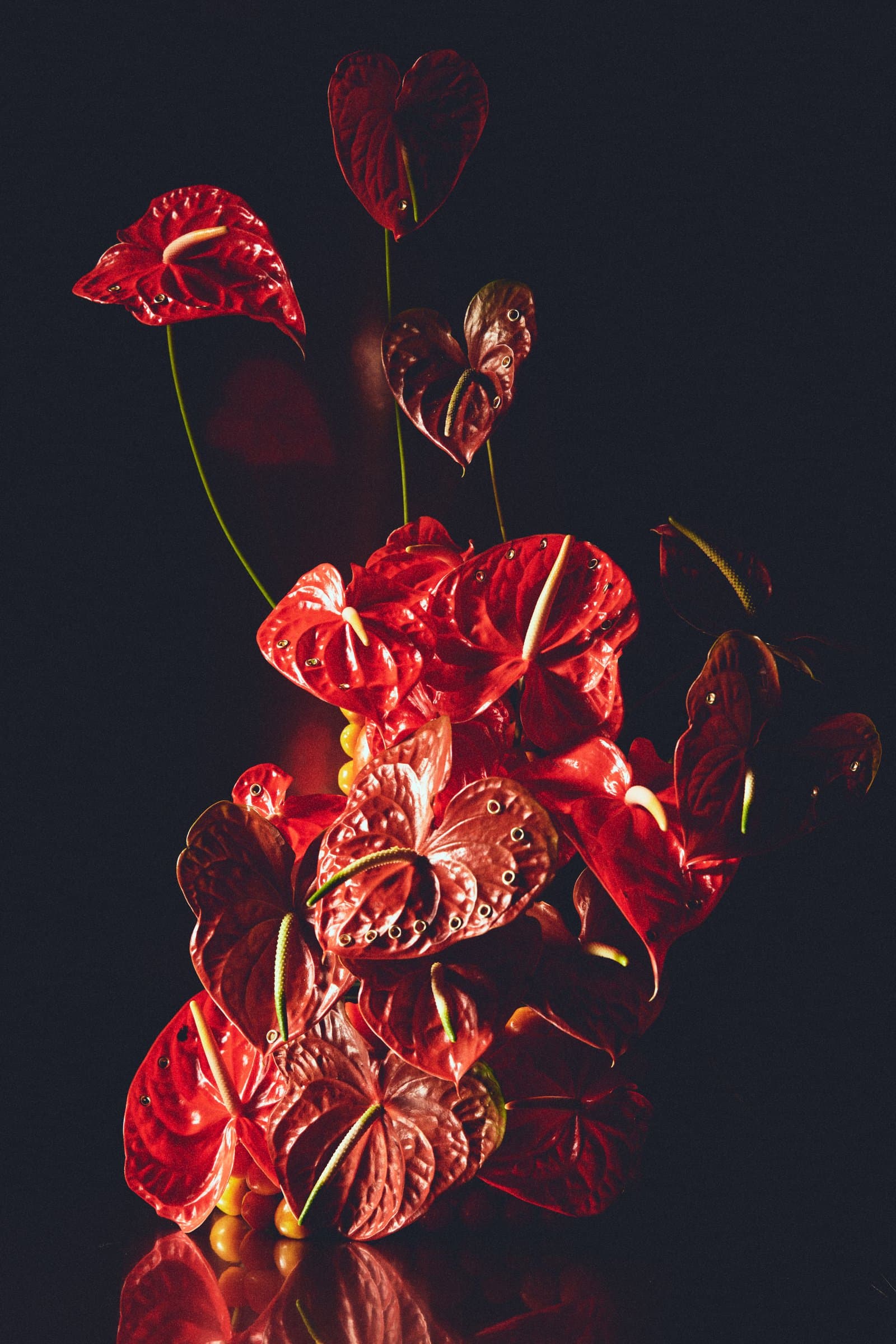 Arreglo de anturios rojos sobre fondo oscuro